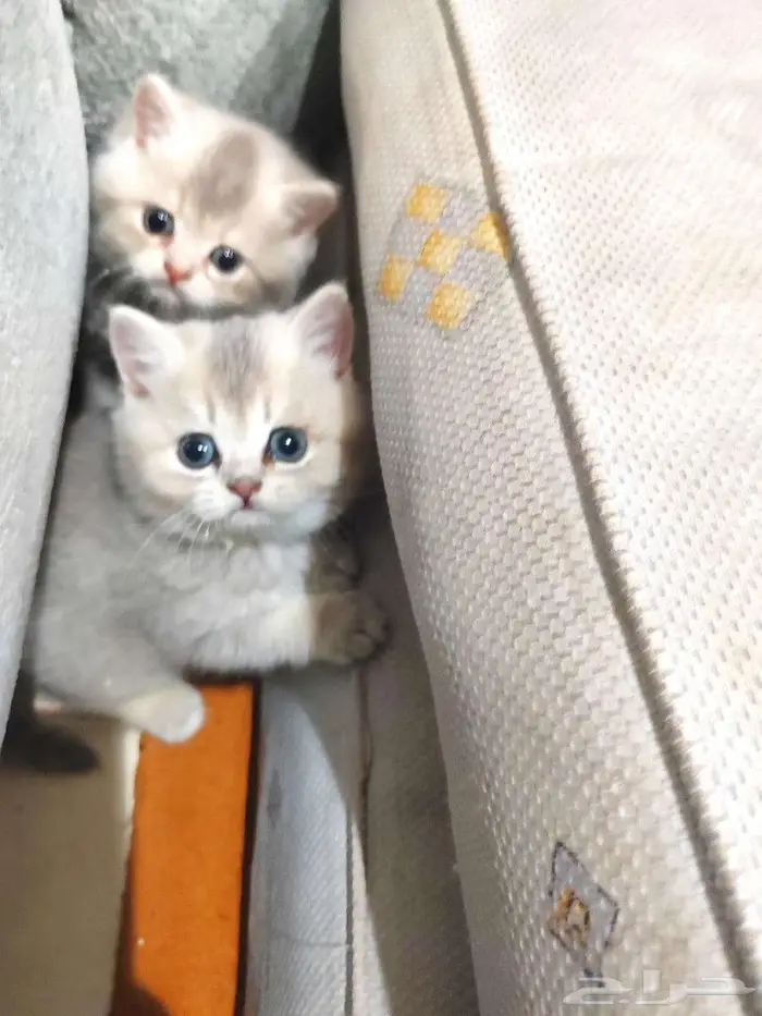 كيتن اسكوتش 3