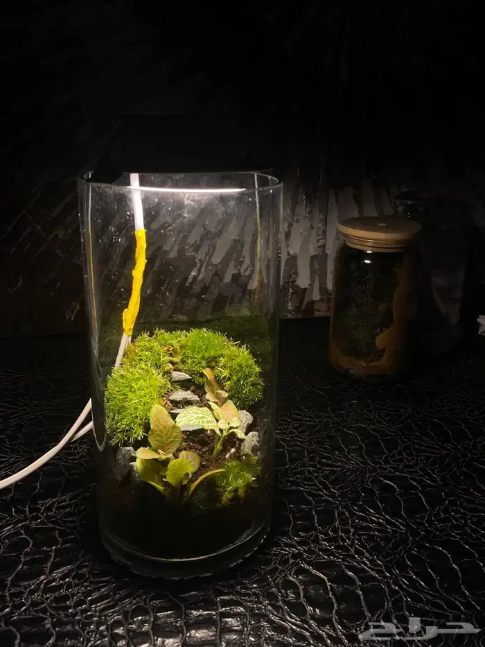 تيراريوم نبات داخلي يصلح هدية و ديكور صنع بحب 1