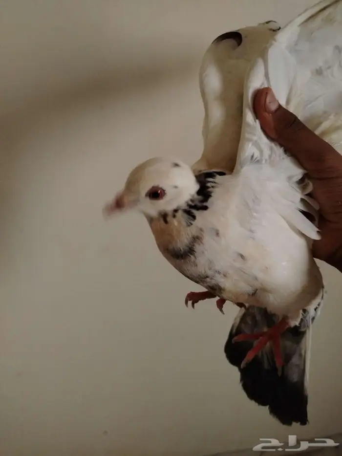 حمام للبيع 5