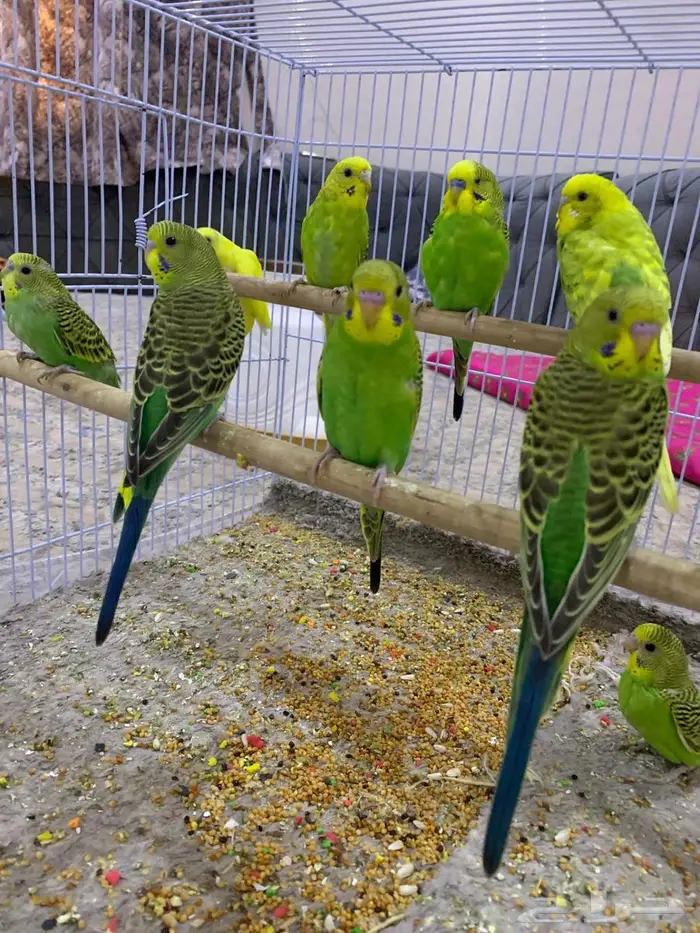 طيور حب بادجي مستعجل 1