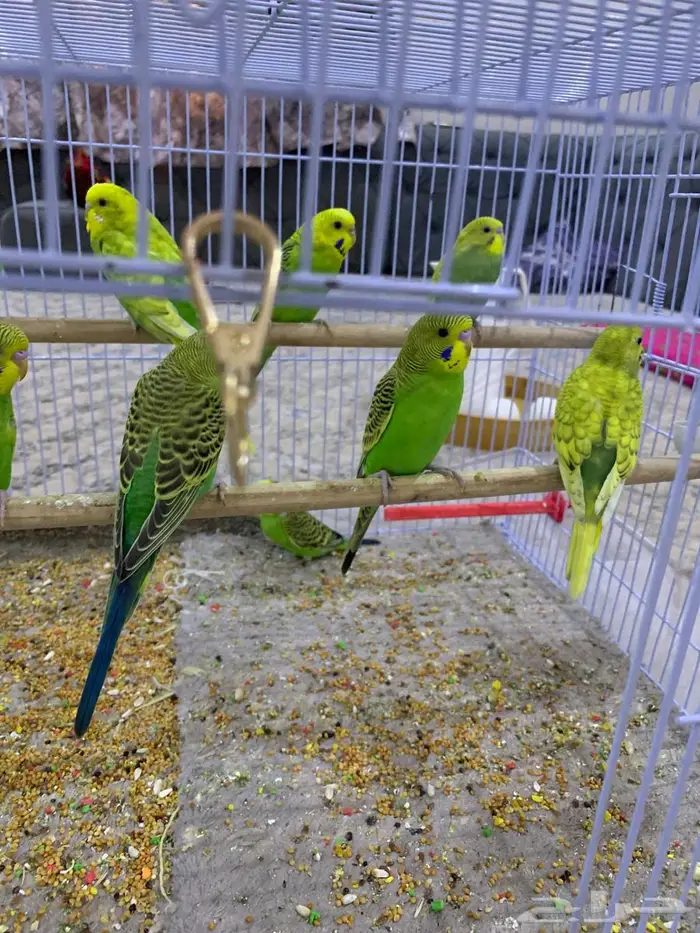 طيور حب بادجي مستعجل 0
