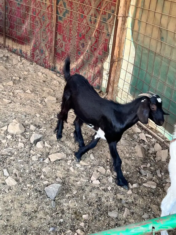 تيس و جفره ذبيحه للبيع بسعر سمح 2