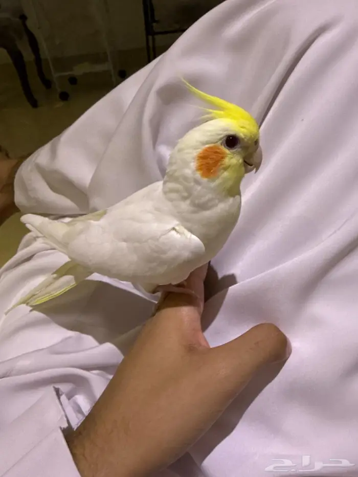 كروان ذكر 1