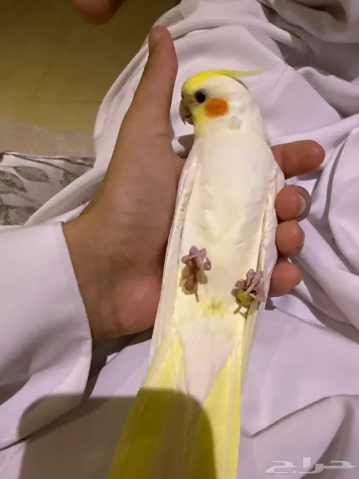 كروان ذكر 0