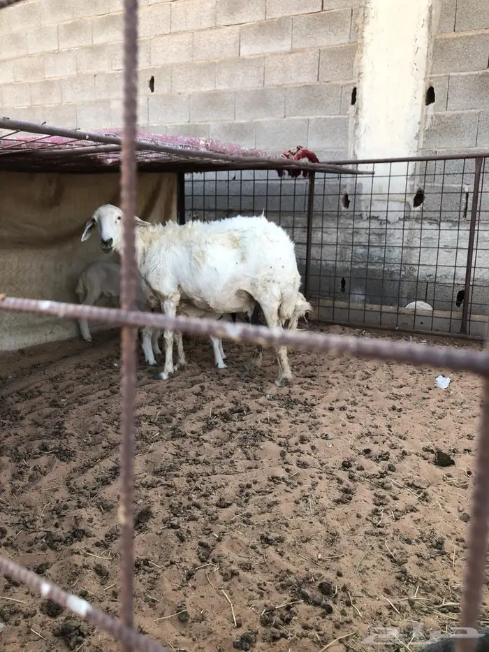 حرية متوم 2