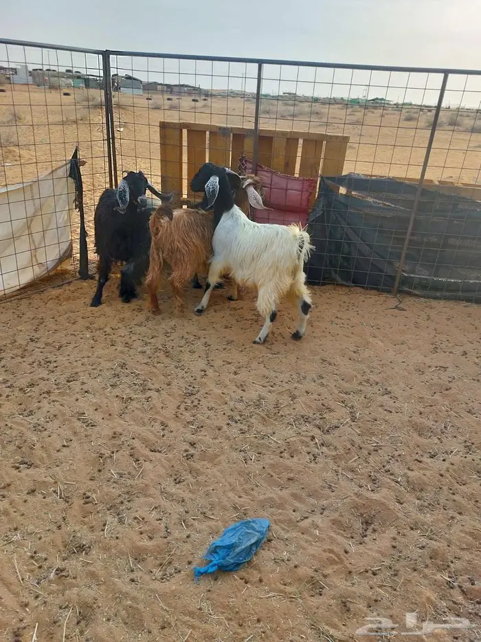 جفرات للبيع وتيس 2