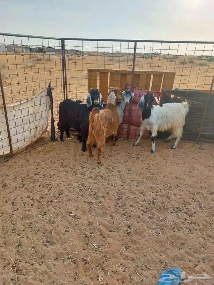 جفرات للبيع وتيس 3