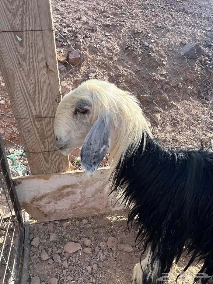 نجدية رباع 11