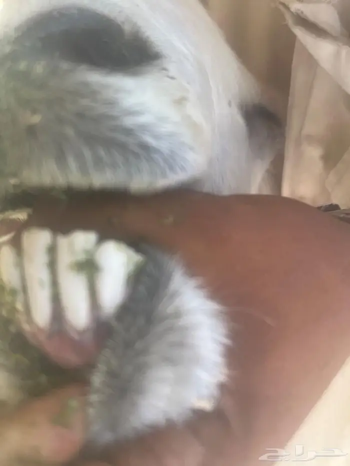 نجدية رباع 1