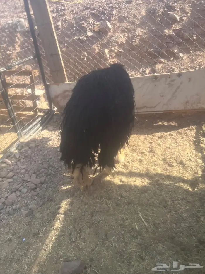 نجدية رباع 4