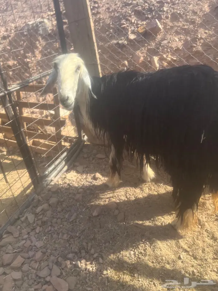 نجدية رباع 3