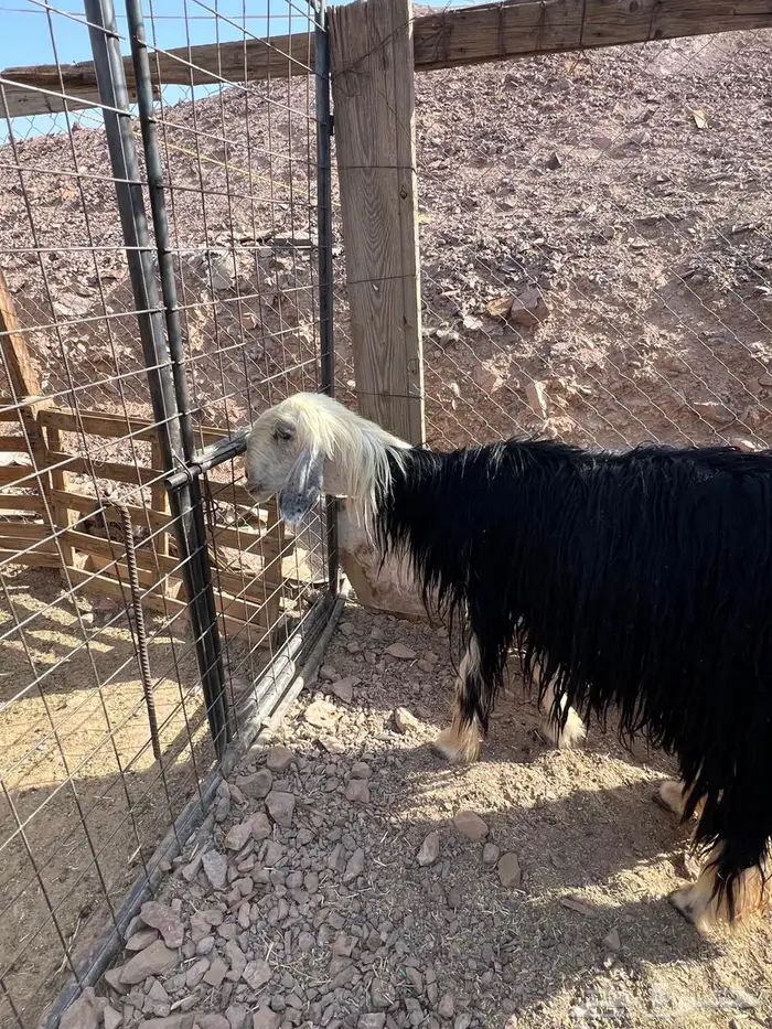 نجدية رباع 6