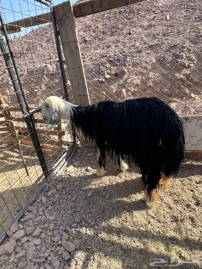 نجدية رباع 7