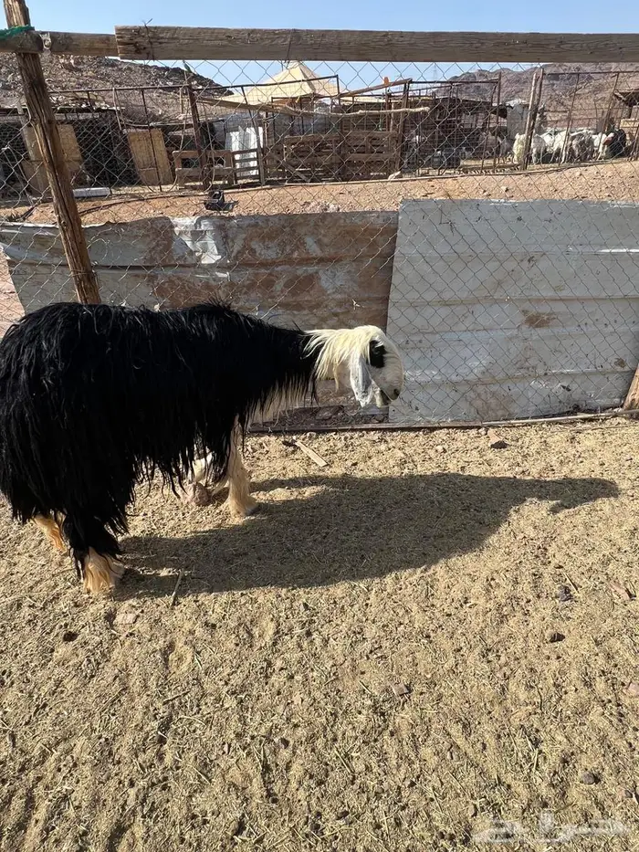 نجدية رباع 0