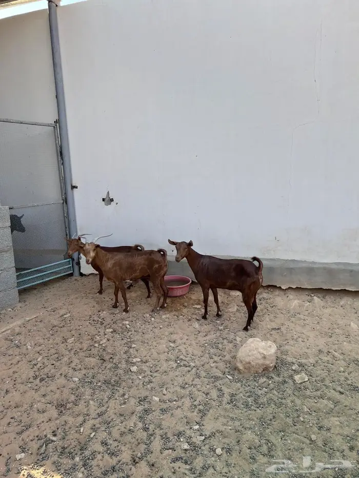 معزا تالي حليب 0