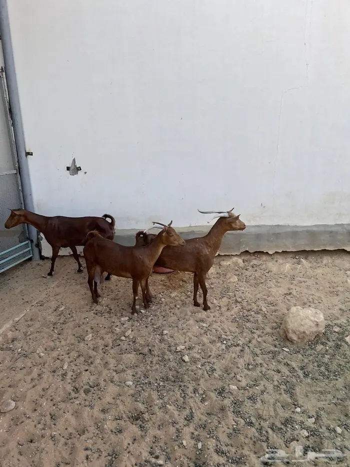 معزا تالي حليب 1