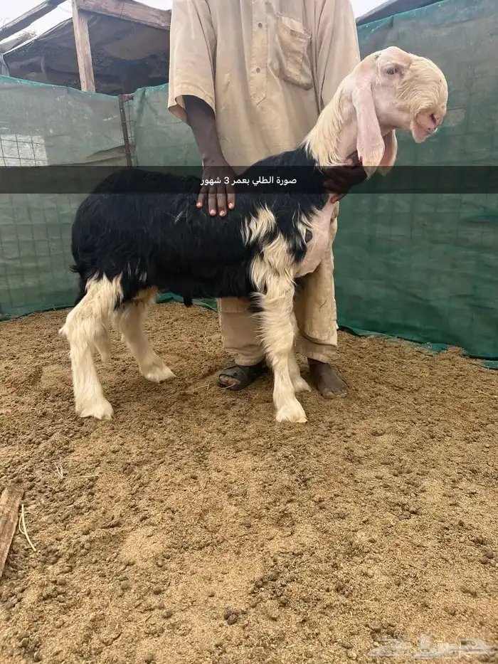 مشروع فحل نجدي 2