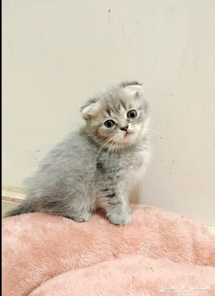 كيتن اسكوتش فولد 2