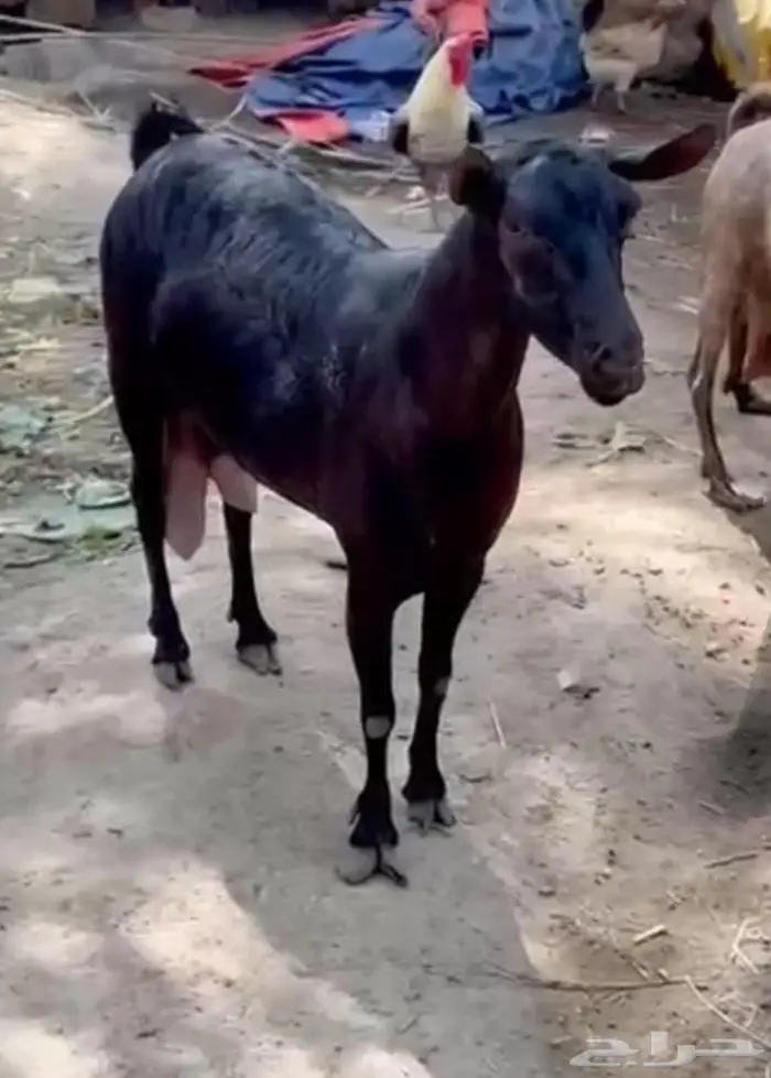 مشاريك 1