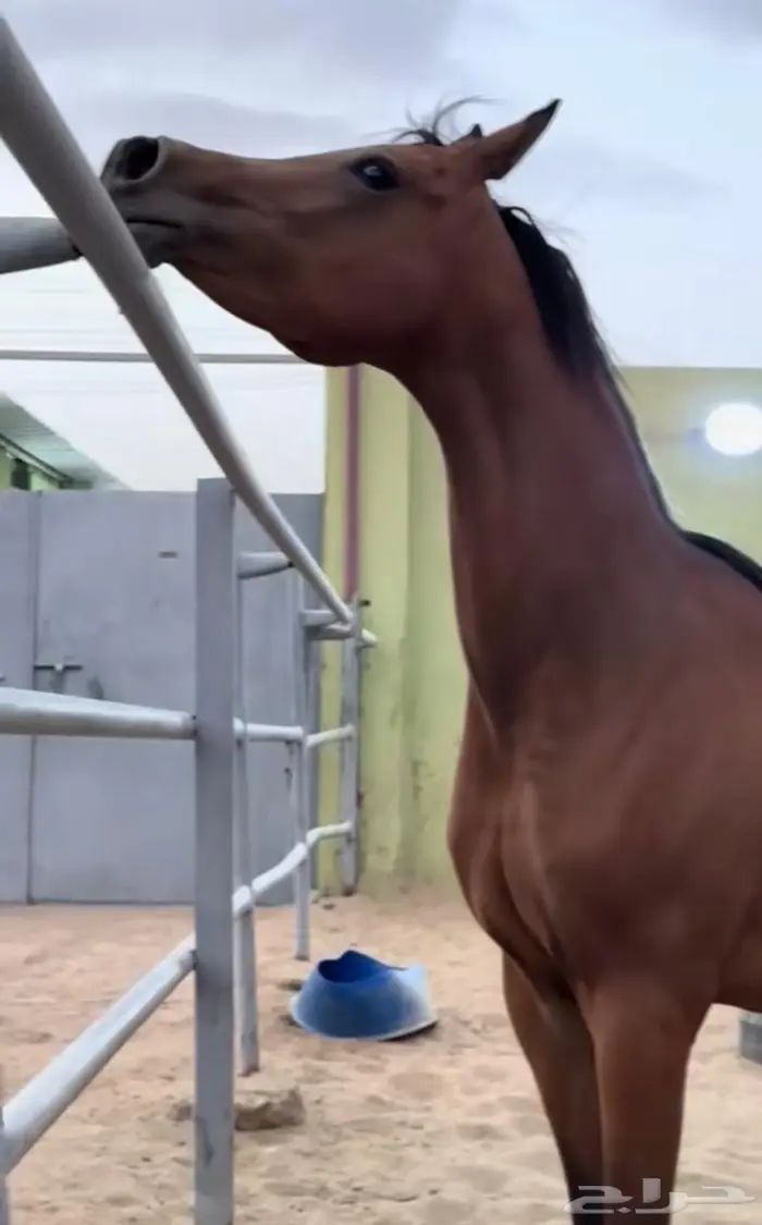 أمهار شعبيه شيخه للبيع الطائف 3