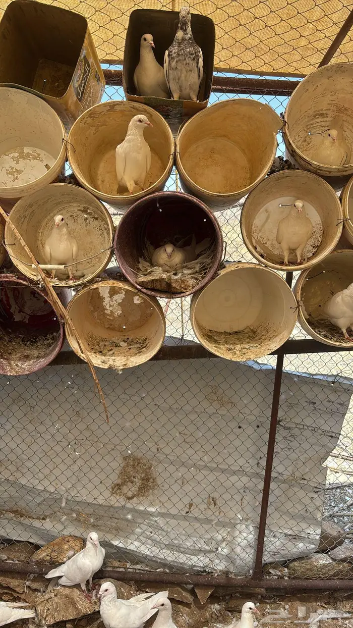 حمام فرنسي جامبو 3