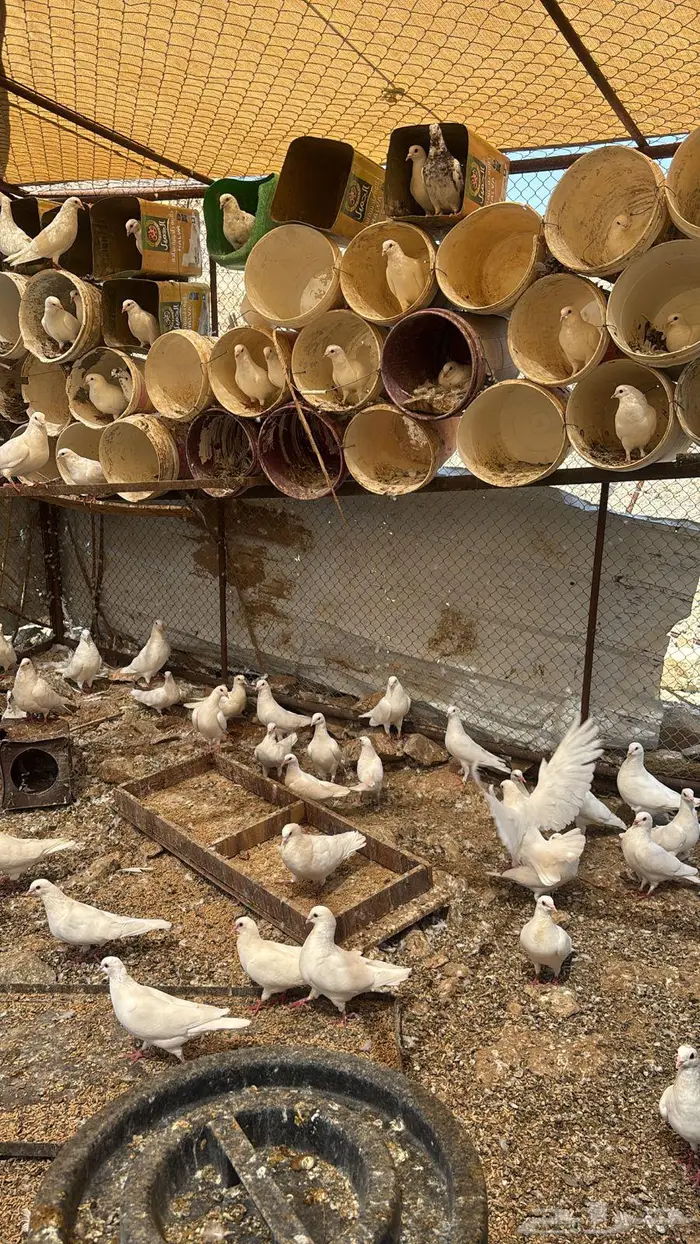 حمام فرنسي جامبو 0