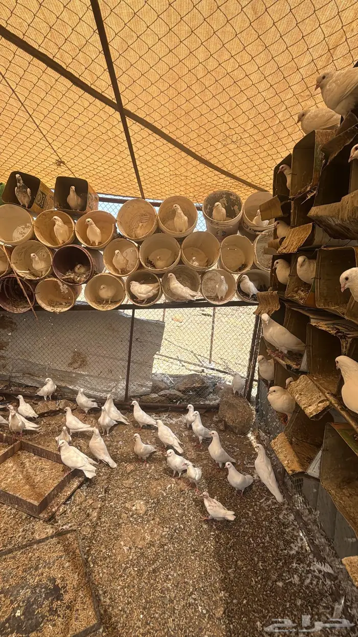 حمام فرنسي جامبو 1