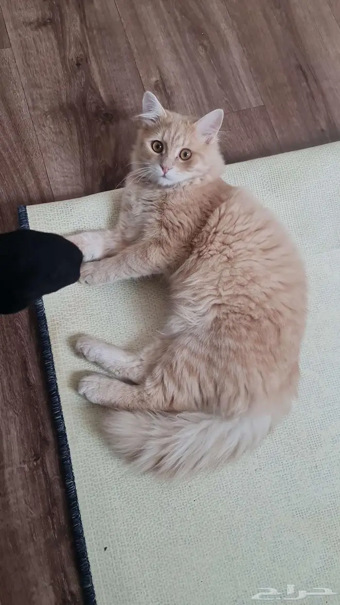 قط للتبني مع أغراضه 0