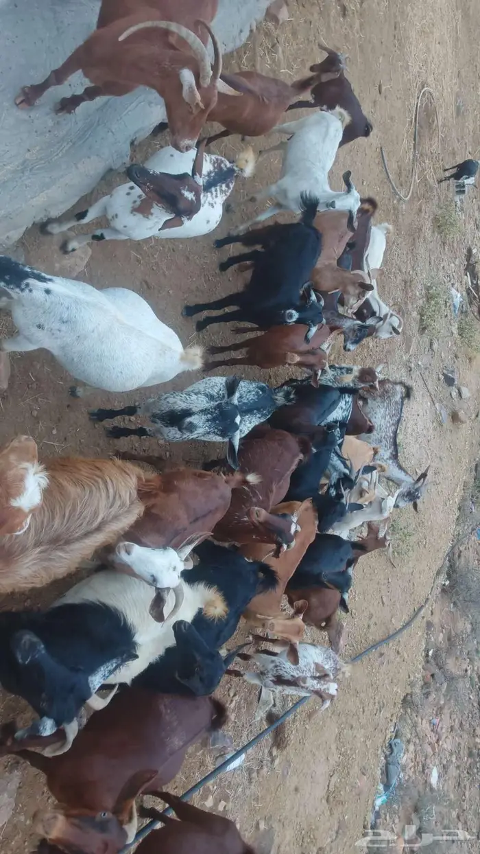معزا دفيع حص بلدية مراح واحد عدد 30 رأس 3