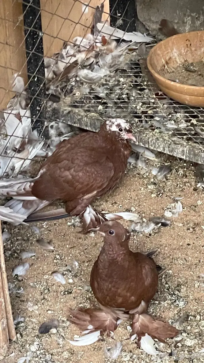 اجواز صابوني منتجه 3