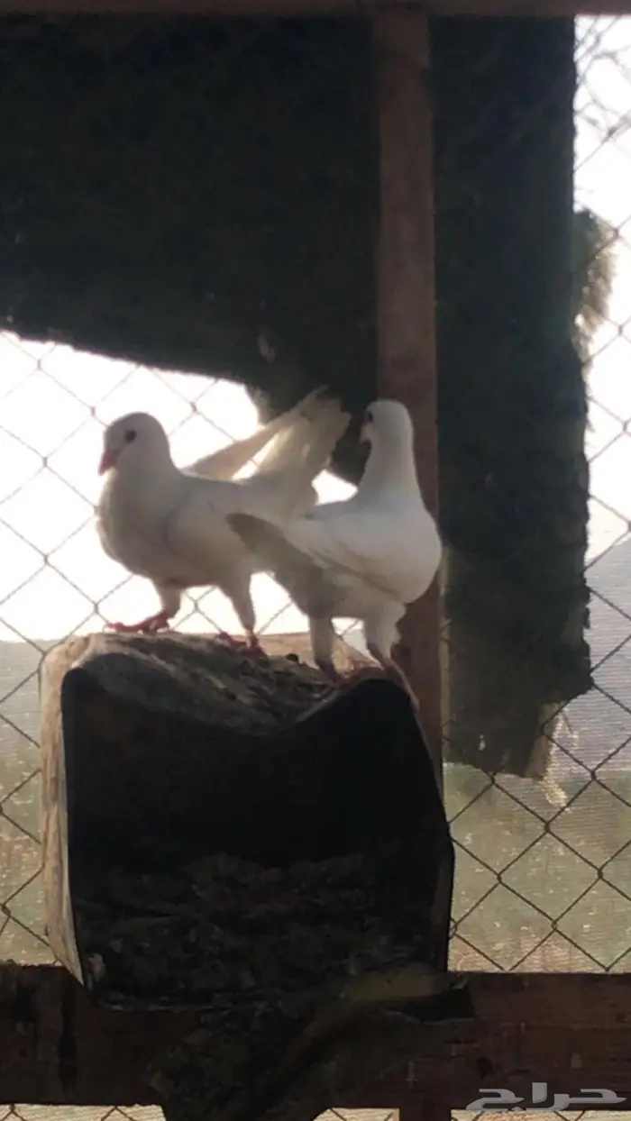 حمام فرنسي 1