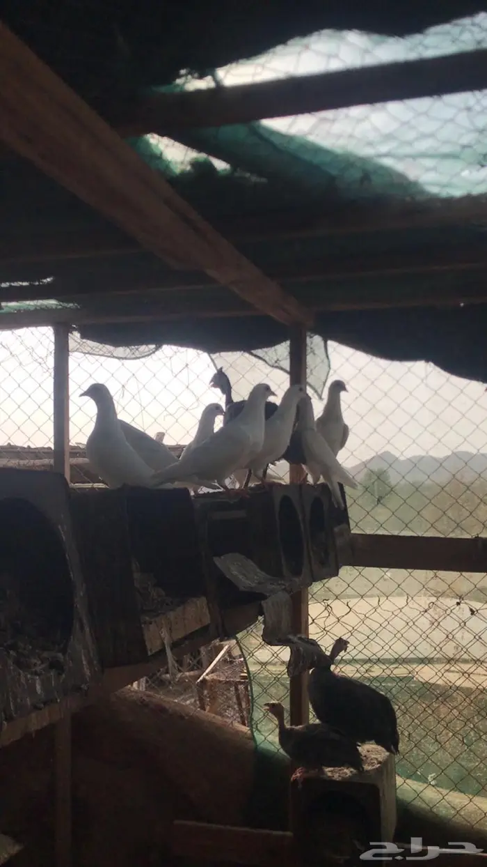 حمام فرنسي 3