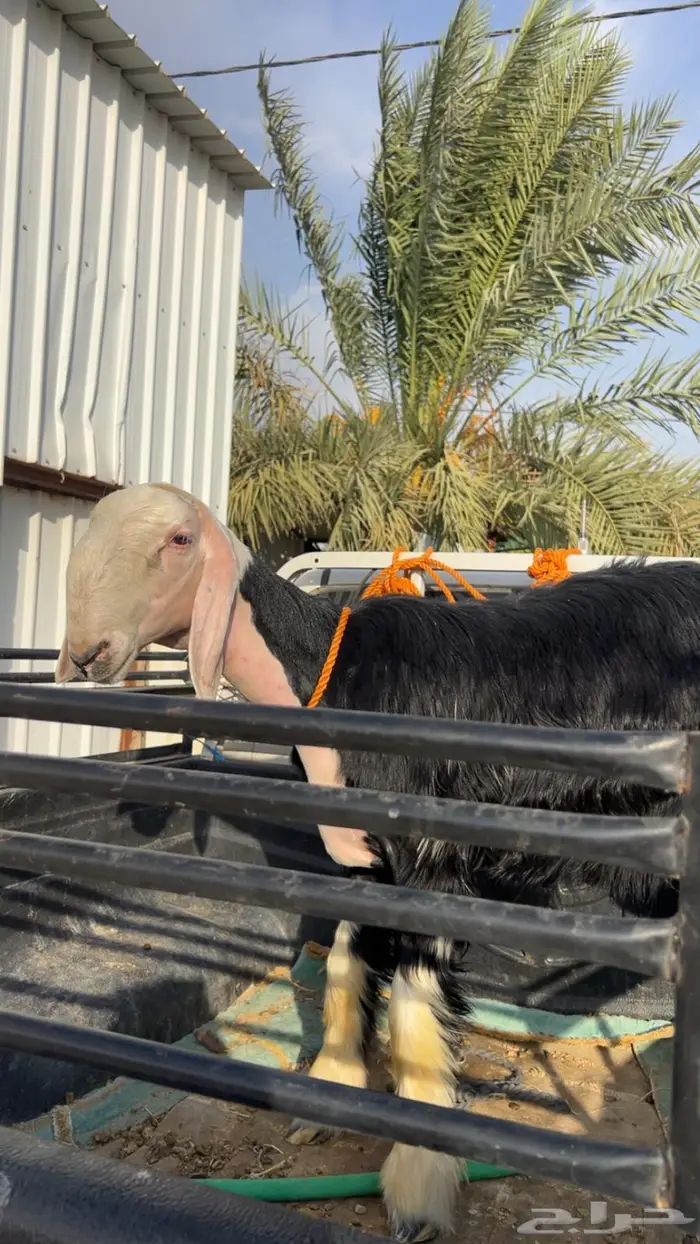مشروع فحل نجدي 0