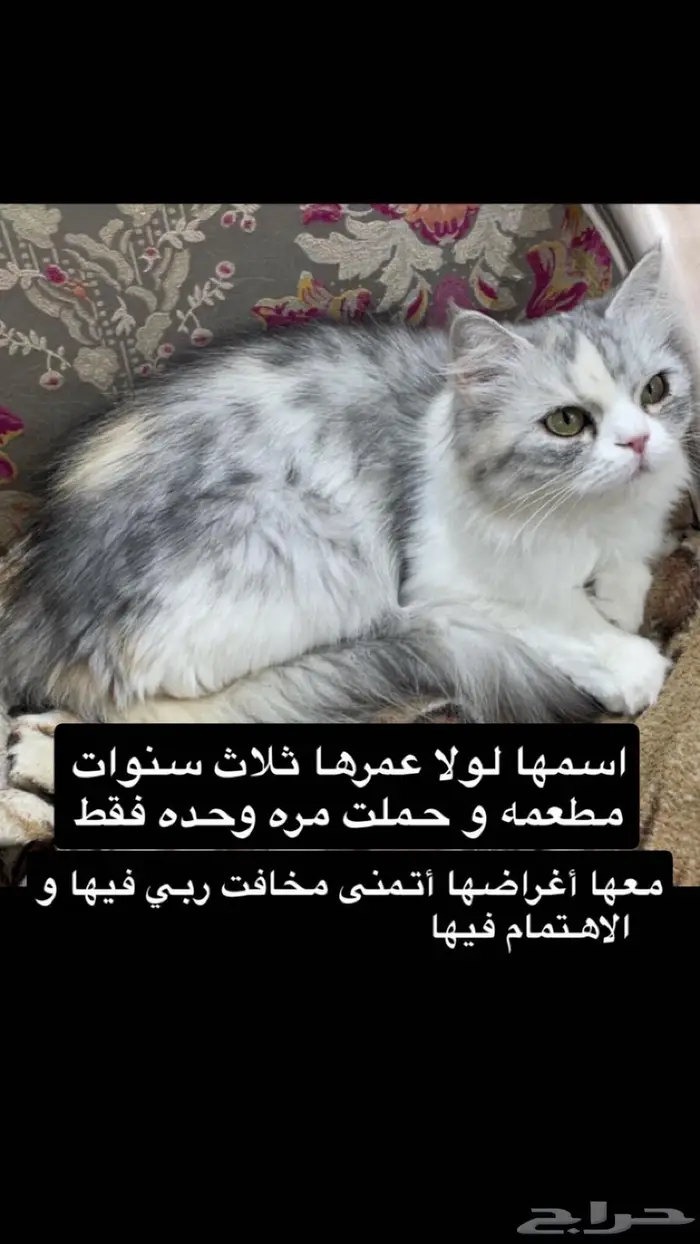 قطه 0