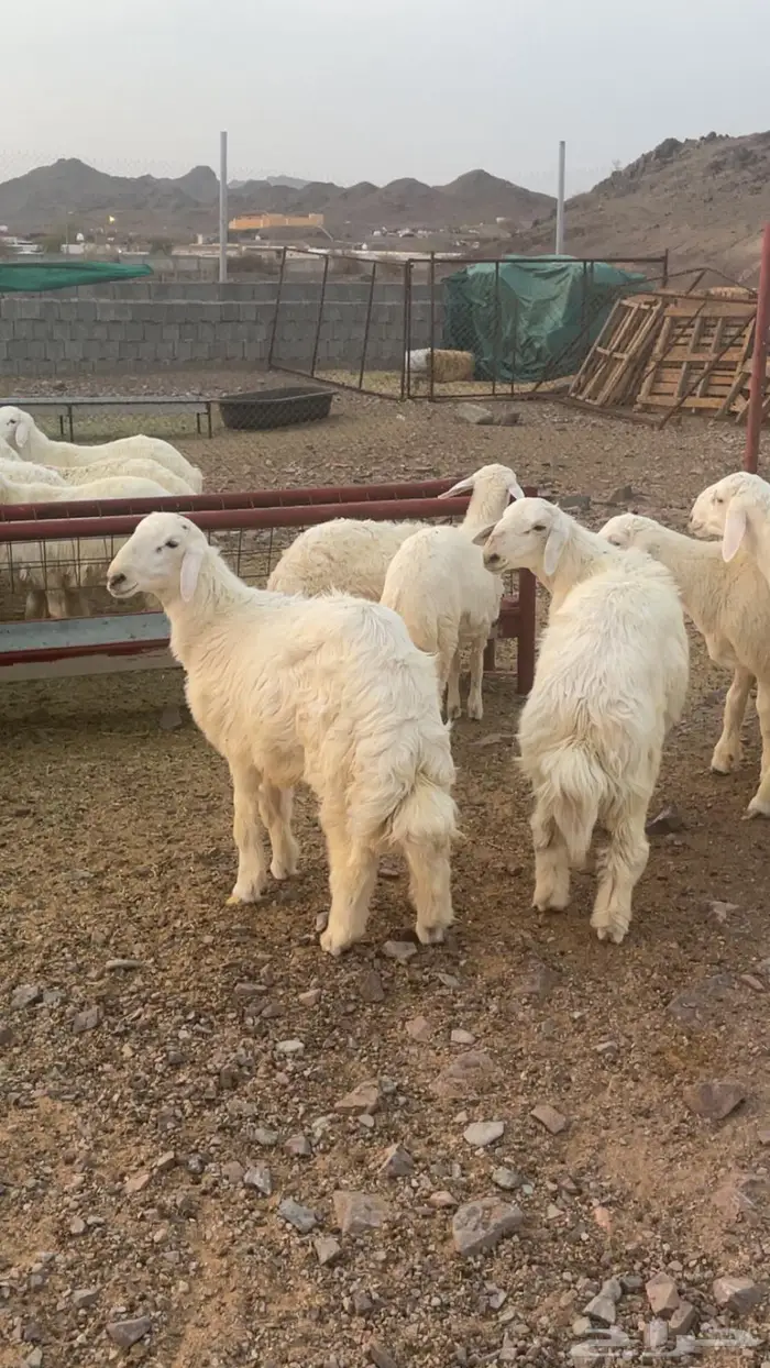 ذبايح للبيع طريق ينبع السريع مخرج 149 10