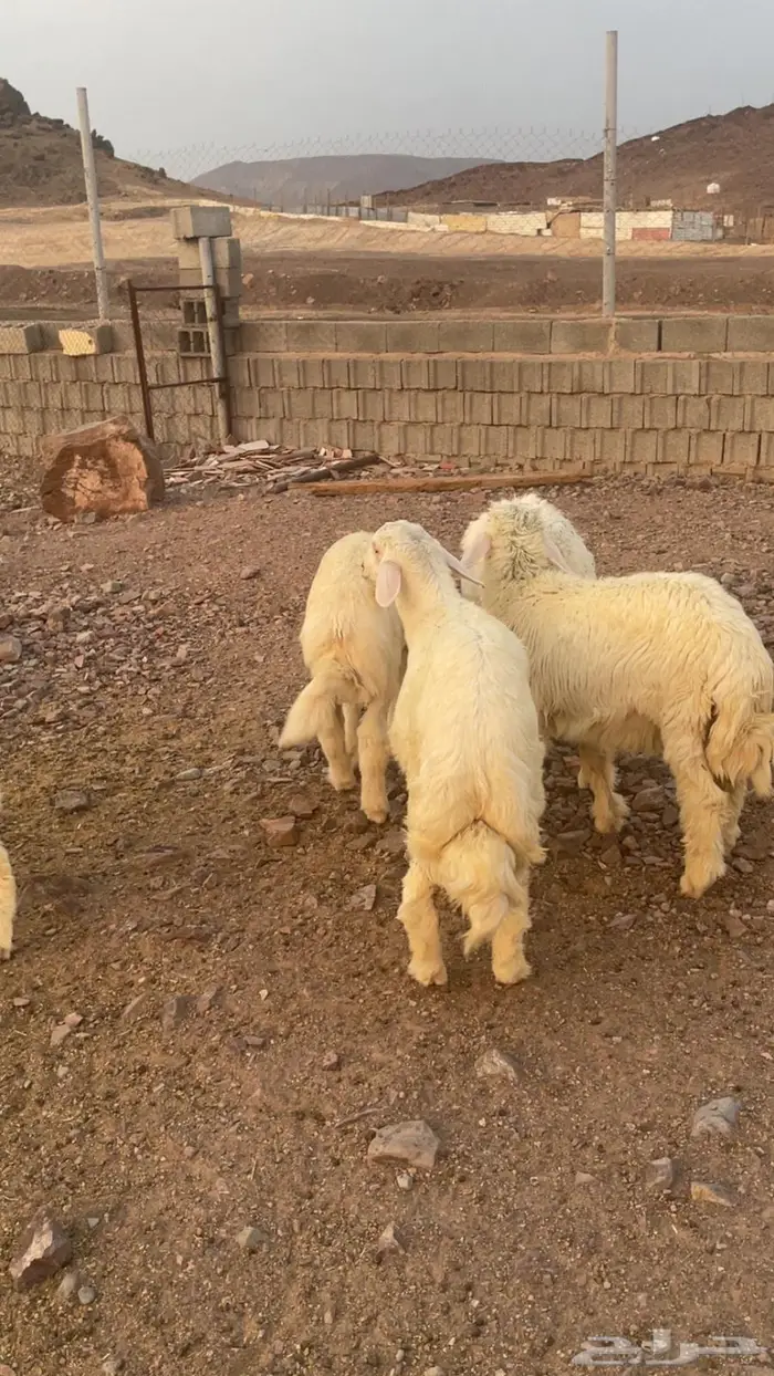 ذبايح للبيع طريق ينبع السريع مخرج 149 8