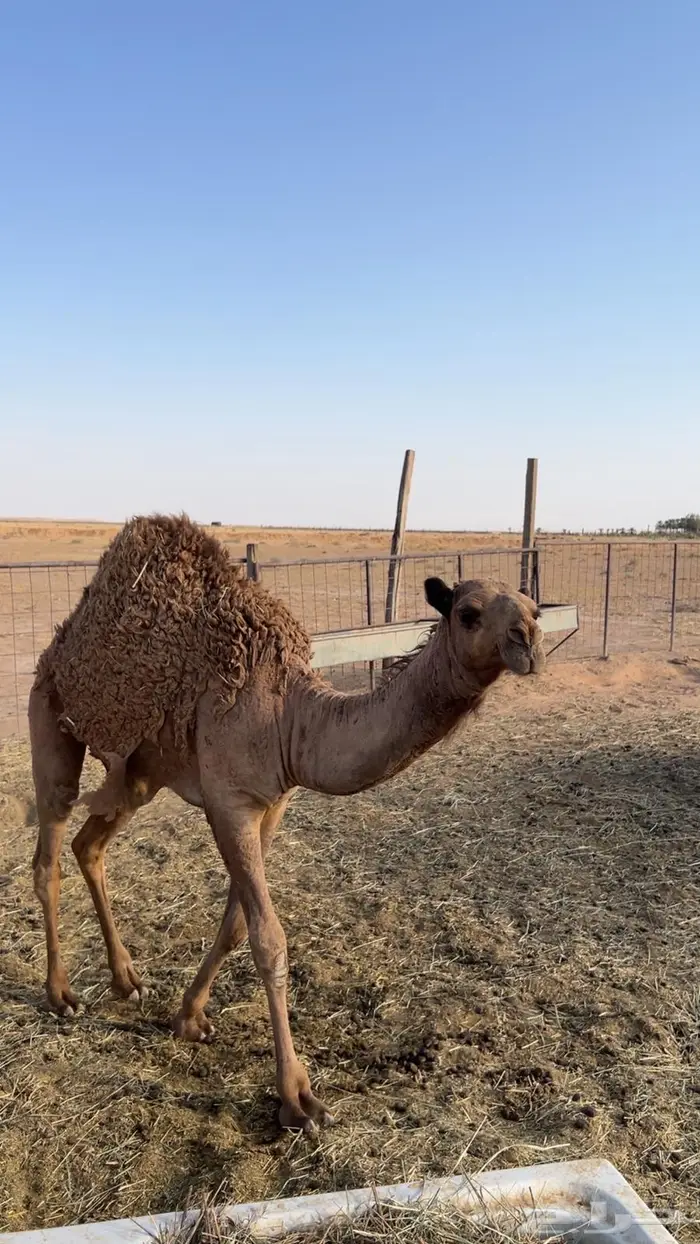 مفرودة شعلا طيبه عل حليب امها 1