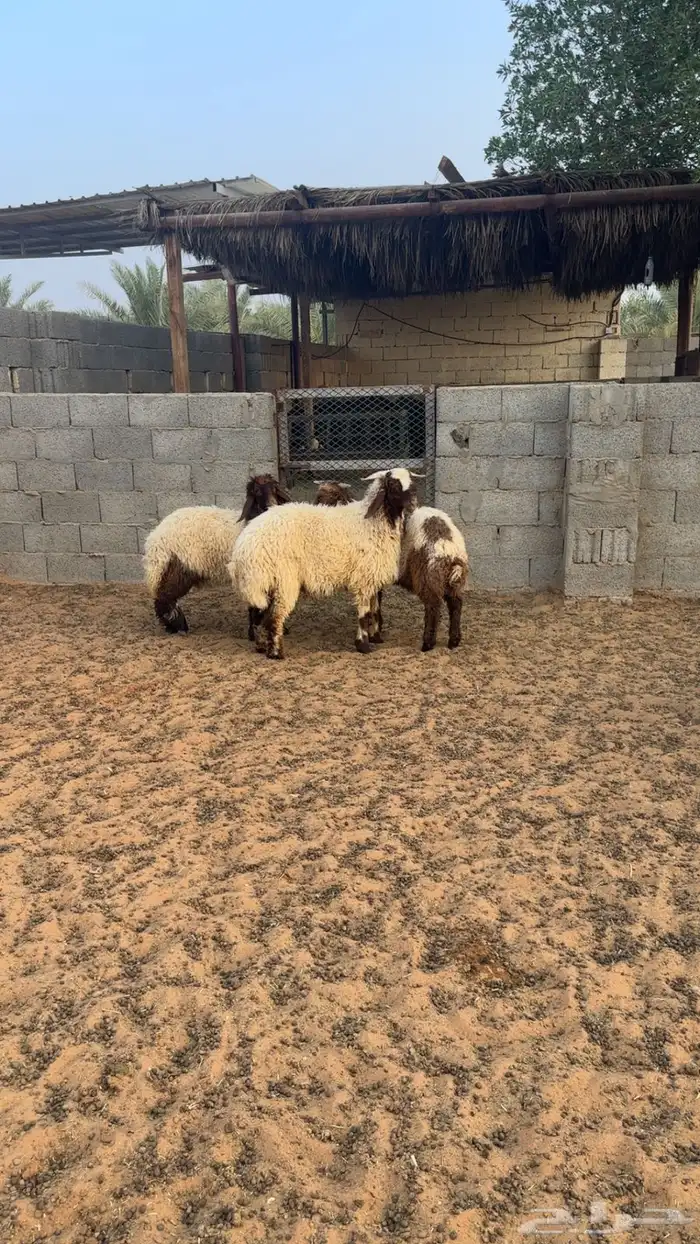 ذبايح نعيم 0