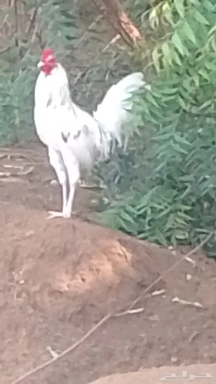 ديوكه بلدي فاخره 4