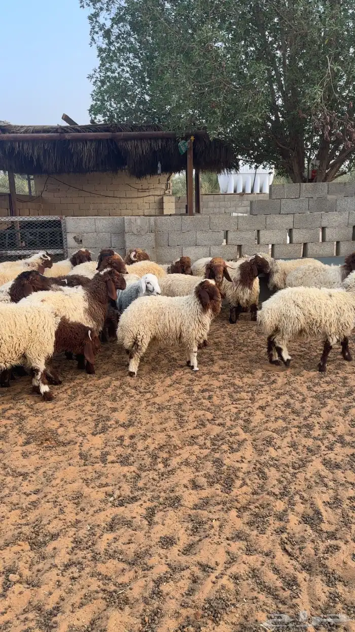 ذبايح نعيم 5