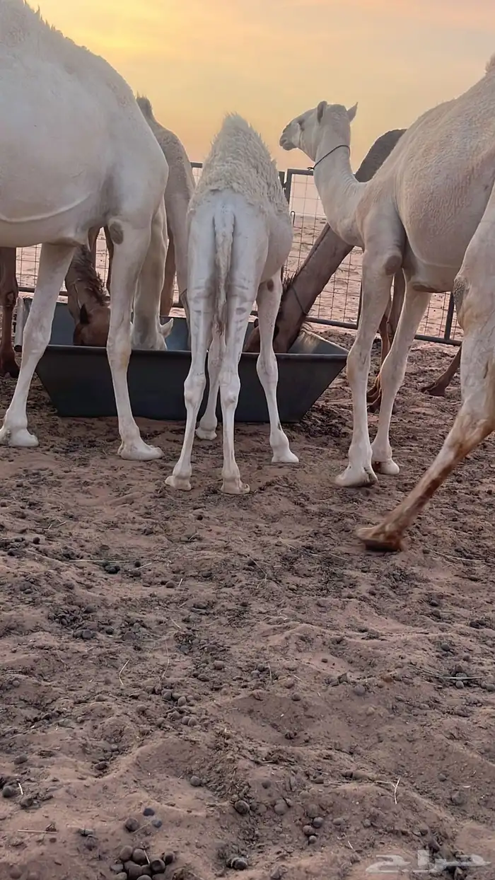 للبيع حاشي 1