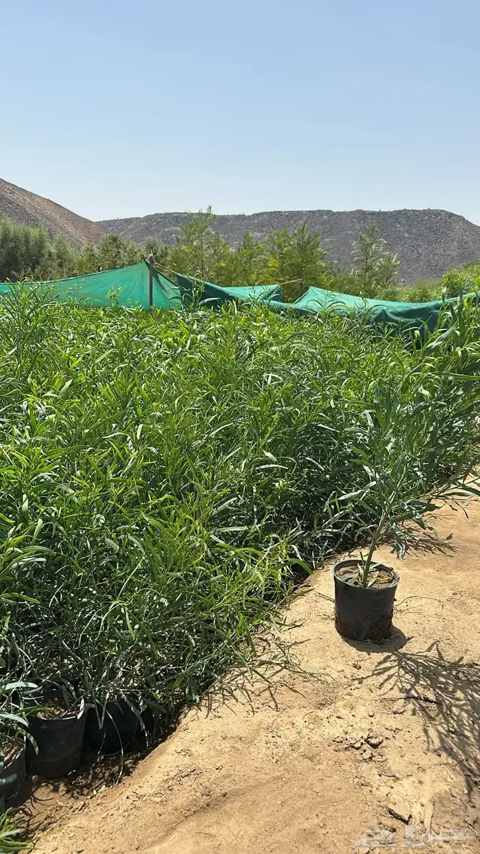 اشجار باحجام مختلفة البيع جمله فقط 11