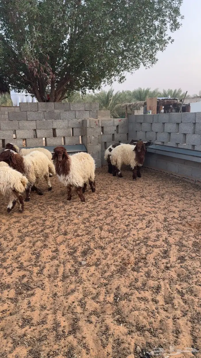 ذبايح نعيم 3