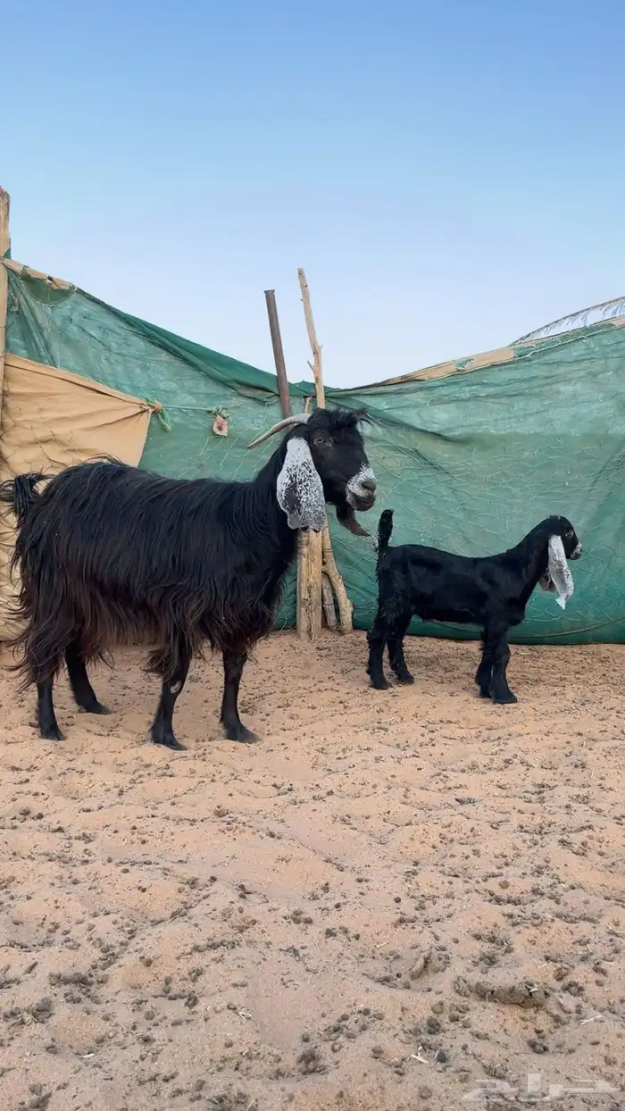 عنز والد حدرها تيس طيبه وجرمها طيب 1