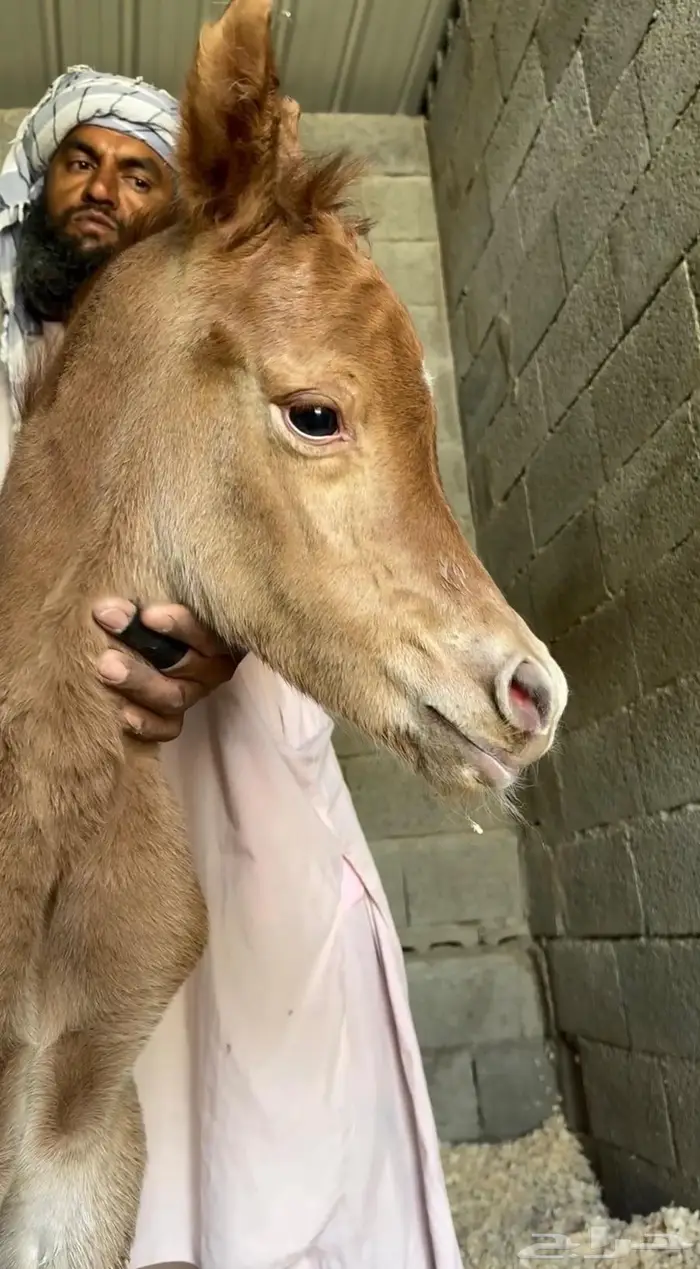 أمهار شعبيه شيخه للبيع الطائف 4