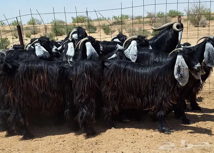 جفرات عوارض صنف منايح العدد 20 با الفحول 2 للقناي 8