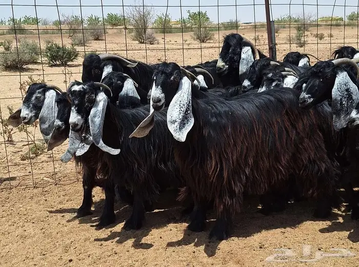 جفرات عوارض صنف منايح العدد 20 با الفحول 2 للقناي 32