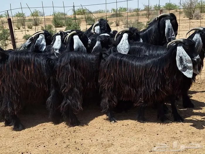 جفرات عوارض صنف منايح العدد 20 با الفحول 2 للقناي 20