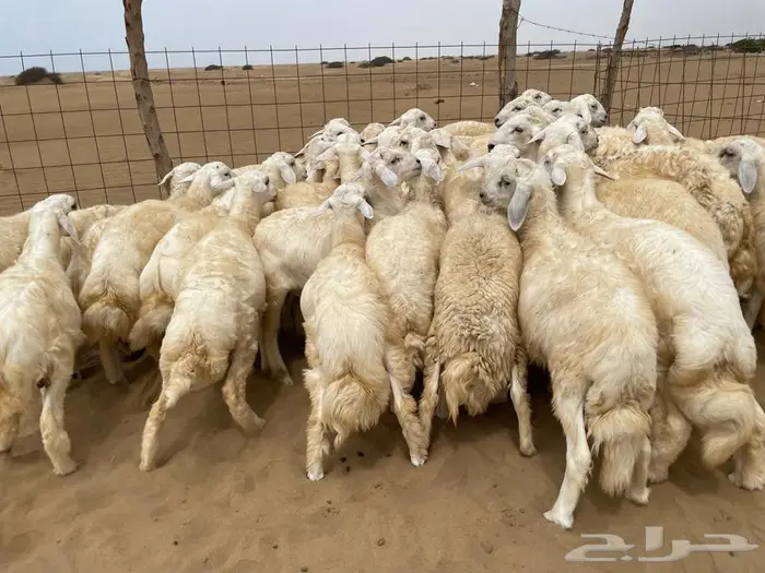 طليان حريه عدد 40(تم البيع ) 3