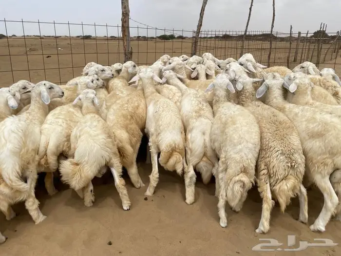 طليان حريه عدد 40(تم البيع ) 2